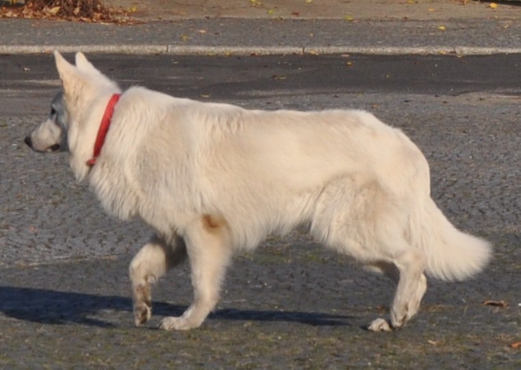 zdjcie 1   biay owczarek